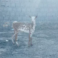 حیوان صلاله عمانی اصل