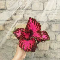 گل حسن یوسف هلندی