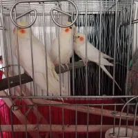 عروس هلندی ماده