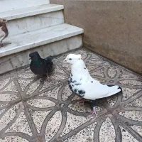 دمبی|پرنده|شاهرود, |دیوار