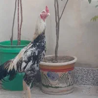 فروش خروس لاری