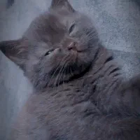 واگذاری غیر رایگان گربه هیمالین اسکاتیج|گربه|گرگان, |دیوار