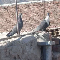 سه تا ماده ریش کاکل