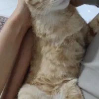 واگذاری رایگان بچه گربه