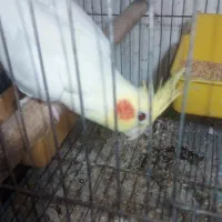 عروس هلندی نر مست|پرنده|رشت, باهنر|دیوار