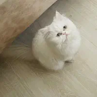 گربه نژاد پرشین