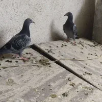 کفتر|پرنده|مشهد, عیدگاه|دیوار