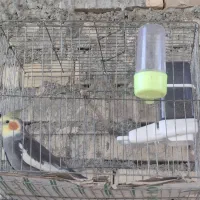 عروس هلندی|پرنده|رودان, |دیوار