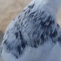 طوقی روزگاری