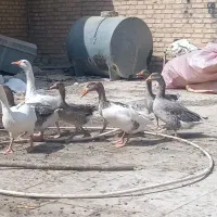 غاز و اردک|حیوانات مزرعه|اهواز, امانیه|دیوار