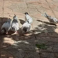 کبوتر . ۶تا جوجه پرشی