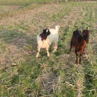 دو عدد بز ماده|حیوانات مزرعه|تولم شهر, |دیوار