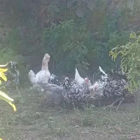 مرغ جوجه گلین|حیوانات مزرعه|کردکوی, |دیوار