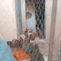 جوجه بوقلمون برنز  (۳ماهه)(انواع طیور)|حیوانات مزرعه|ساوه, |دیوار