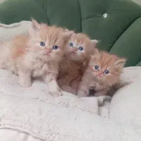 پرشین|گربه|قوچان, |دیوار