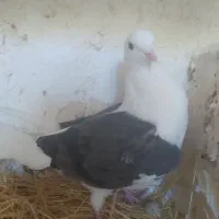 کبوتر سالم شوسی