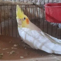 مرغ عشق وعروس هلندی