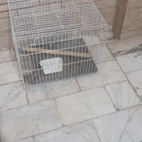 قفس