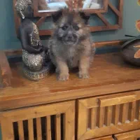 توله سگ پشمالو