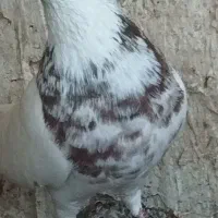 تعدادی کبوتر طوقی