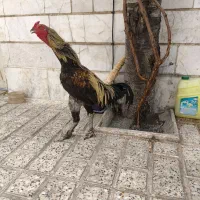 خروس لاری|حیوانات مزرعه|محمدشهر, محمدشهر|دیوار