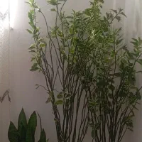 گل‌های خانگی