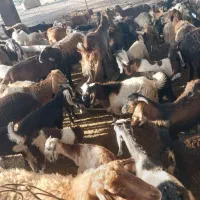 فروش بزغاله نر ماده سبک وزن