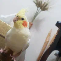عروس هلندی