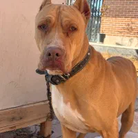 پیتبول|سگ|اصفهان, سرشبادران|دیوار