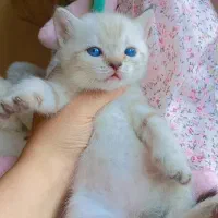 گربه‌ شورت هیر و لانگ هیر