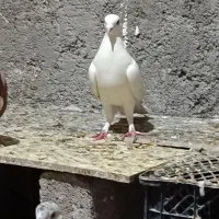 کبوتر سفید مهر و جوجه کله ماسی