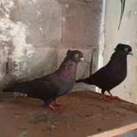 مرغ محلی ریشی|پرنده|بوشهر, |دیوار