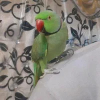 گم شده طوطی ملنگو سبز گمشده