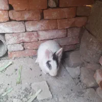 خرگوش نر و ماده|موش و خرگوش|خاش, |دیوار