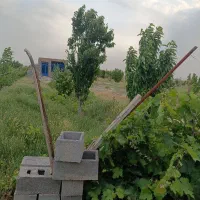 فروش باغ 2000متری|فروش زمین و ملک کلنگی|گلبهار, نوبهار|دیوار