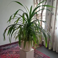 گل طبیعی گل دیفن باخیا