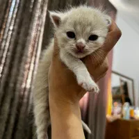 گربه