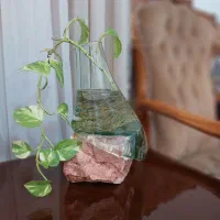 پیچک تزئینی|گل و گیاه طبیعی|اهواز, کیان اباد|دیوار