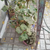 گل مختلف|گل و گیاه طبیعی|زنجان, |دیوار