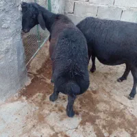 بره قوچ