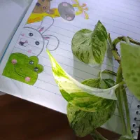 تزیین دفتر مشق|لوازم التحریر|مشهد, ابوذر|دیوار