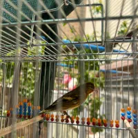 سهره قناری حلقه پا