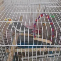 دو جفت عروس هلندی  + دو عروس هلندی ۳ ماهه|پرنده|رشت, دیلمان|دیوار