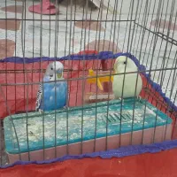 مرغ عشق