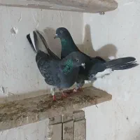 گبوتر|پرنده|نسیمشهر, |دیوار