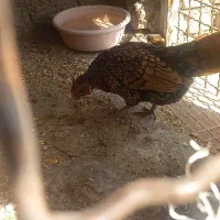 تخم نطفه دار سبرایت پولک منظم و اصیل