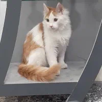 پرشین