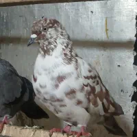 تعدادی کبوتر پرشی