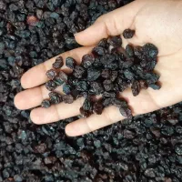 کشمش عالی و تازه و پاک شده