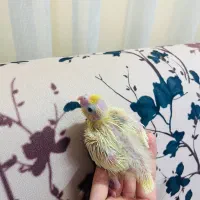 جوجه عروس هلندی سرلاکی